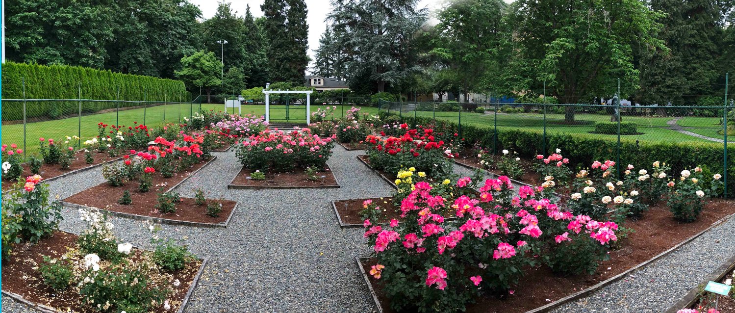 This photo, from June 2018, shows most of the Centennial Rose Garden at the Schmidt Mansion in Tumwater.